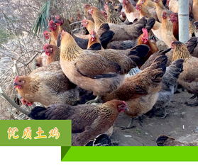 杨泽江农产品供应基地 中国惠农网上的优质食用农产品批发商