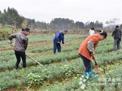 绿宝石毛豆最迟种植时间与食用农产品批发实用指南