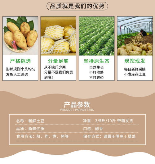 新鲜现挖大土豆 黄心洋芋的食用与批发价值